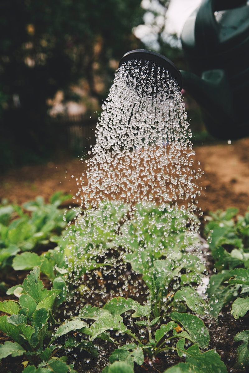 Photo by Markus Spiske person watering plant