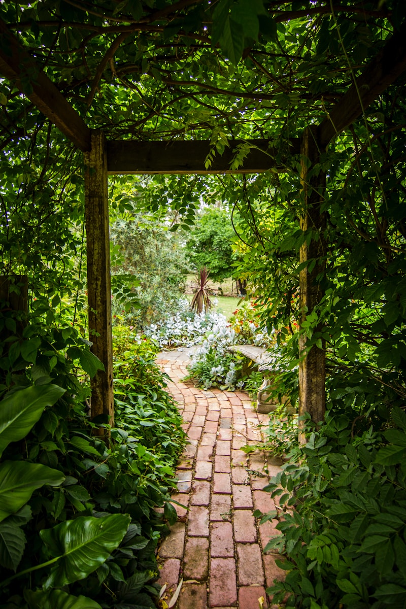 Photo by Tim Cooper green leafed plant