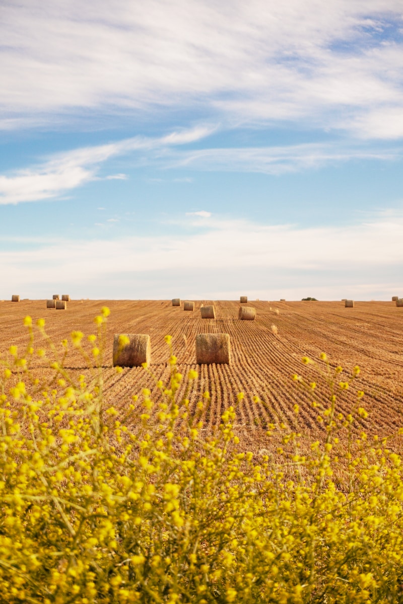 Photo by Federico Faccipieri brown grass field under blue sky during daytime