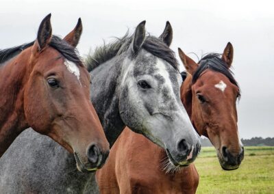 horses, horse heads, heads