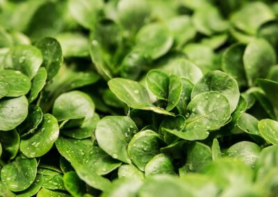 lettuce, leaves, vegetable