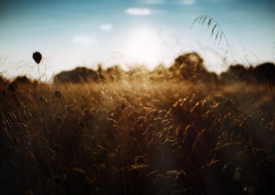 nature, sunset, outdoors