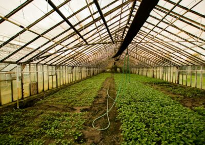greenhouse interior