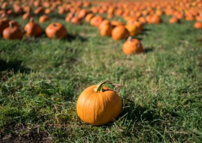 pumpkin fruit selective focal photo
