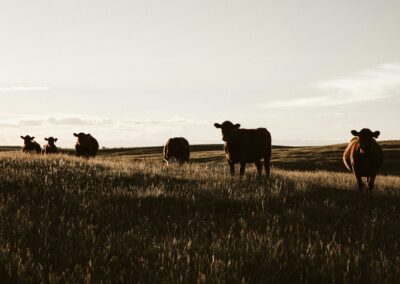 herd of cows on grassland