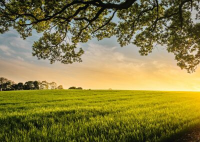 landscape photography of field